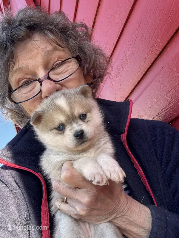 Reba – Alaskan Klee Kai puppy for sale in Oakland, NE