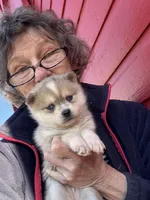 Reba, a female Alaskan Klee Kai for sale in Oakland, NE – Photo 1 of 3