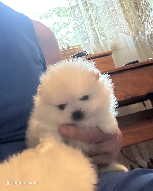 Kristy/AKC – Pomeranian puppy for sale in Oakland, NE