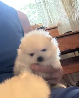 Kristy/AKC, a female Pomeranian for sale in Oakland, NE – 1 of 10