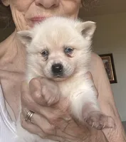 Krissy, a female Alaskan Klee Kai for sale in Oakland, NE – 5 of 10