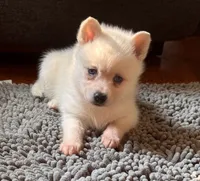 Krissy, a female Alaskan Klee Kai for sale in Oakland, NE – 8 of 10