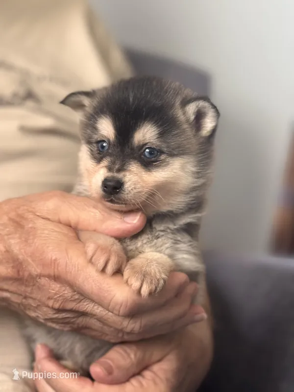 Adam – Alaskan Klee Kai puppy for sale in Oakland, NE
