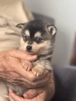 Adam, a male Alaskan Klee Kai for sale in Oakland, NE – Photo 1 of 4