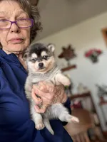 Adam, a male Alaskan Klee Kai for sale in Oakland, NE – Photo 3 of 4