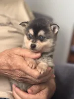 Adam, a male Alaskan Klee Kai for sale in Oakland, NE – Photo 2 of 4