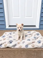 Kassey/emotional support, a female Alaskan Klee Kai for sale in Oakland, NE – 2 of 10