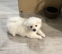 processed/c3987780-478e-4e76-9444-121b955bdaf6/listing/6ed1ce3f-0c92-41fa-abd2-24a954b2ae0c/8be1497a-9648-4a9b-a3a5-c36b763b291a