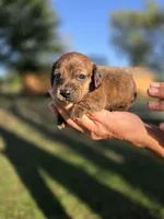 Snickers , a female Miniature Dachshund for sale in Collinsville, OK – 1 of 5