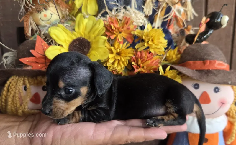 Lil bit – Miniature Dachshund puppy for sale in Collinsville, OK