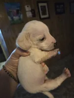 Billy, a male Miniature Dachshund for sale in Collinsville, OK – 4 of 5