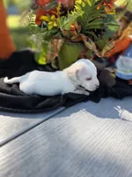Billy, a male Miniature Dachshund for sale in Collinsville, OK – 3 of 5