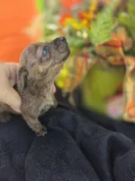 Snickers , a female Miniature Dachshund for sale in Collinsville, OK – 5 of 5