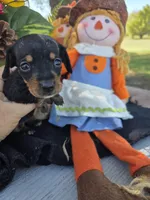 Lil bit, a female Miniature Dachshund for sale in Collinsville, OK – 4 of 5