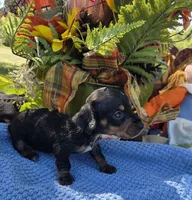 Lil bit, a female Miniature Dachshund for sale in Collinsville, OK – 5 of 5