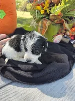 Ziggy, a male Miniature Dachshund for sale in Collinsville, OK – 5 of 5