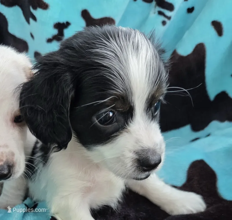 Ziggy – Miniature Dachshund puppy for sale in Collinsville, OK