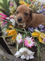 Rose, a female Miniature Dachshund for sale in Collinsville, OK – Photo 3 of 5