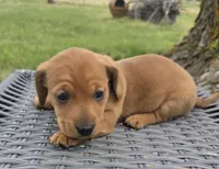Rose, a female Miniature Dachshund for sale in Collinsville, OK – Photo 2 of 5