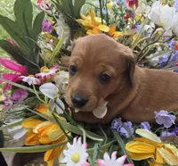 Rose, a female Miniature Dachshund for sale in Collinsville, OK – Photo 1 of 5