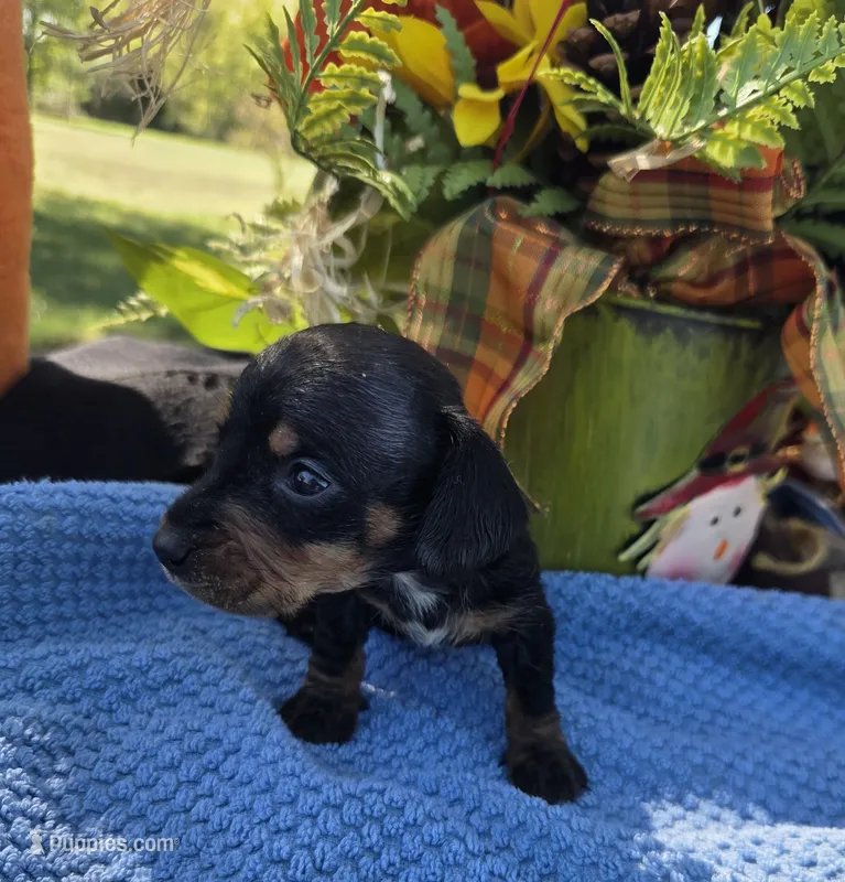 Lil bit – Miniature Dachshund puppy for sale in Collinsville, OK