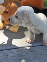 Billy, a male Miniature Dachshund for sale in Collinsville, OK – 5 of 5