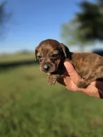 Snickers , a female Miniature Dachshund for sale in Collinsville, OK – 2 of 5