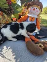 Ziggy, a male Miniature Dachshund for sale in Collinsville, OK – 2 of 5