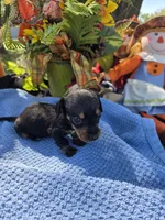 Lil bit, a female Miniature Dachshund for sale in Collinsville, OK – 2 of 5