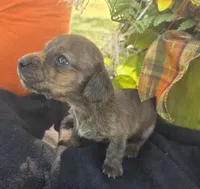 Snickers , a female Miniature Dachshund for sale in Collinsville, OK – 4 of 5