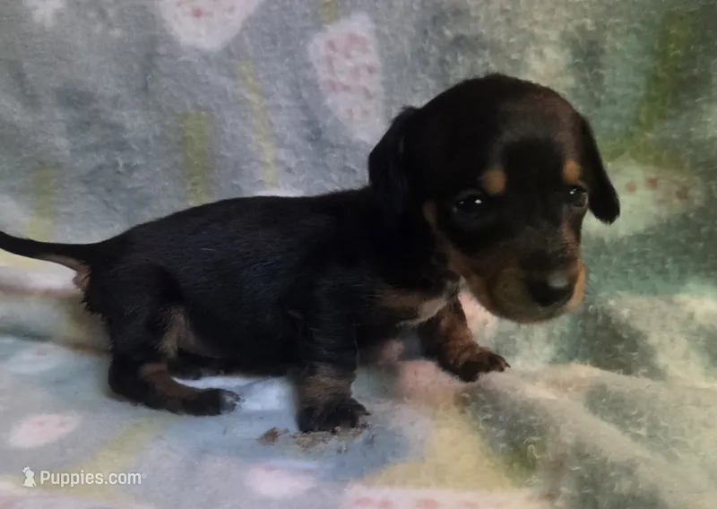 Lil bit – Miniature Dachshund puppy for sale in Collinsville, OK