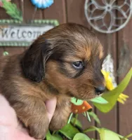 Poppy, a female Miniature Dachshund for sale in Collinsville, OK – Photo 5 of 6