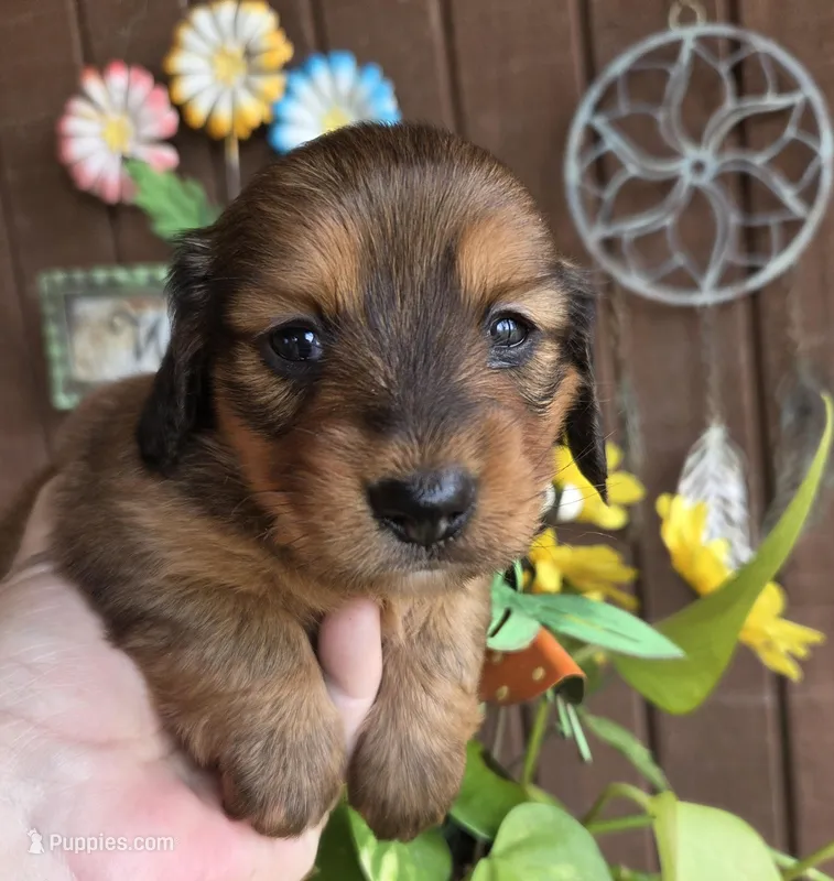 Poppy – Miniature Dachshund puppy for sale in Collinsville, OK