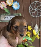 Poppy, a female Miniature Dachshund for sale in Collinsville, OK – Photo 3 of 6