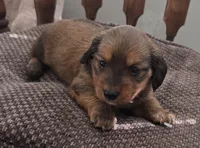 Poppy, a female Miniature Dachshund for sale in Collinsville, OK – Photo 4 of 6