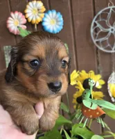 Poppy, a female Miniature Dachshund for sale in Collinsville, OK – Photo 2 of 6
