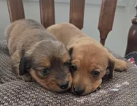 Poppy, a female Miniature Dachshund for sale in Collinsville, OK – Photo 6 of 6