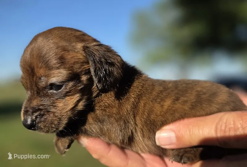 Snickers  – Miniature Dachshund puppy for sale in Collinsville, OK
