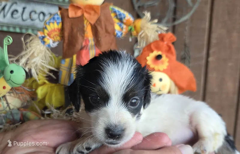 Ziggy – Miniature Dachshund puppy for sale in Collinsville, OK