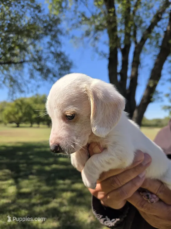 Billy – Miniature Dachshund puppy for sale in Collinsville, OK
