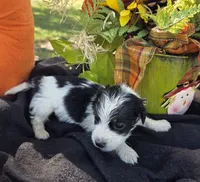 Ziggy, a male Miniature Dachshund for sale in Collinsville, OK – 4 of 5