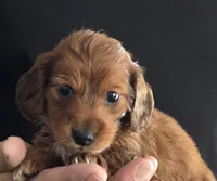 processed/c3987d85-eb17-4b68-9b9c-fb9844dd03a1/listing/9e7b7d46-5627-472b-8c86-fb4422ef4f5f/21e276ad-bd90-4d5c-83d5-6fe44a16cf27