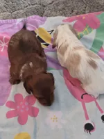 processed/c3987d85-eb17-4b68-9b9c-fb9844dd03a1/listing/9e7b7d46-5627-472b-8c86-fb4422ef4f5f/a9edaa28-6719-4023-aaef-2409be037ee2