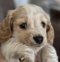 Liz, a female Miniature Dachshund for sale in Collinsville, OK – Photo 2 of 6