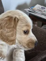 Liz, a female Miniature Dachshund for sale in Collinsville, OK – Photo 4 of 6