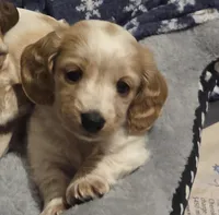 Liz, a female Miniature Dachshund for sale in Collinsville, OK – Photo 1 of 6