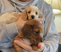 Liz, a female Miniature Dachshund for sale in Collinsville, OK – Photo 5 of 6