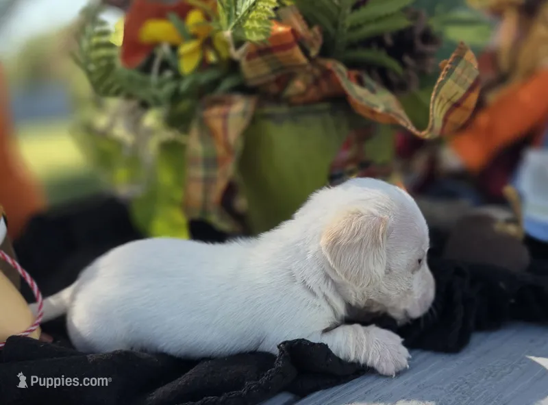 Billy – Miniature Dachshund puppy for sale in Collinsville, OK