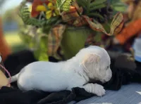 Billy, a male Miniature Dachshund for sale in Collinsville, OK – 1 of 5