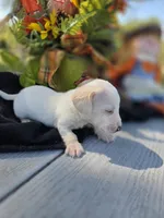 Billy, a male Miniature Dachshund for sale in Collinsville, OK – 2 of 5